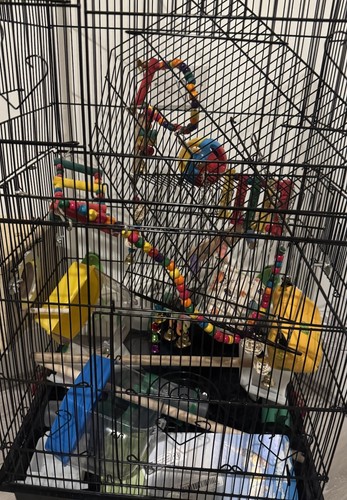 Large bird cage - cage, canary